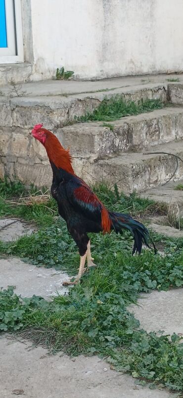 Xoruzlar: Xoruz, Heyratı, il: <1, Ödənişli çatdırılma — 12