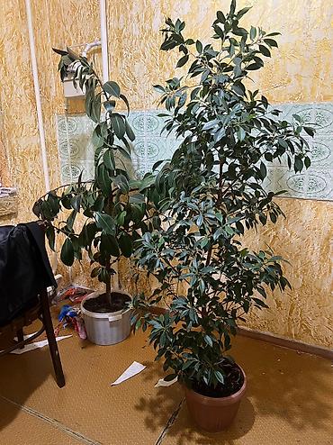 Другие комнатные растения: Огромный выбор комнатных растений адаптированные в дорогих горшках — 17