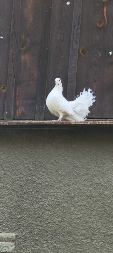 Птицы: Продаю голубей Павлинов — 3