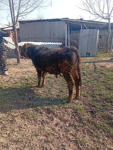 Коровы, быки: Продаю | Бык (самец) | На откорм | Привязанные — 12