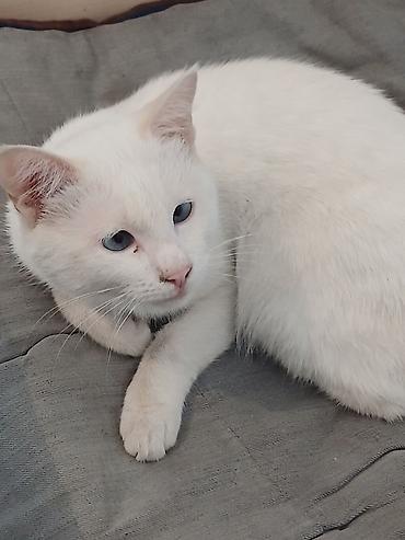 британская кошка бишкек: Кошка даром: Беспородная, 2 года, Мальчик — 1