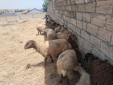 qala cinsi qoyun satilir: Salam tam saglam heyvanlar satilir qoyun quzu keci cepis qoc kime ne — 2