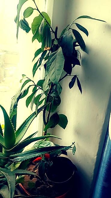 Отдам даром: Цветы от 50 сом и выше — 13