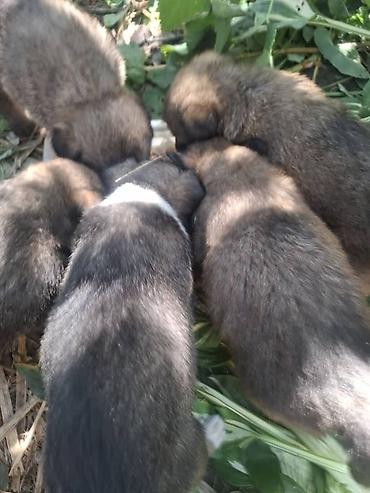 собака алабай: 1 месяц, Самец — 1