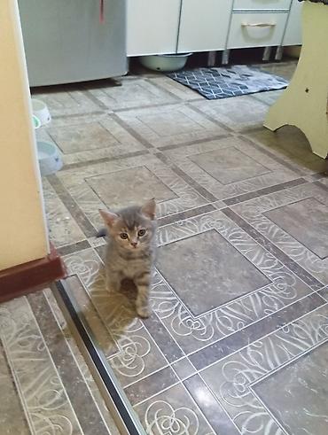 Мышыктар: Продаются котята от Британской кошки короткошёрстные котята серого — 5