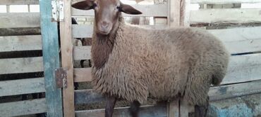 Qoyunlar, qoçlar: Togluların biri 8aylıq biri 6 aylıqdı damazlıga yararlıdır qiymetleri — 4