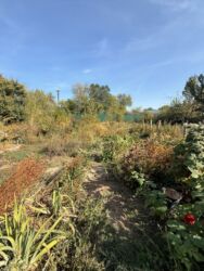 прод дом ак ордо3: 7 соток, Курулуш, Кызыл китеп