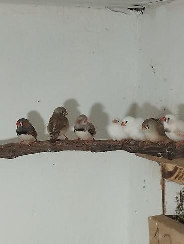 Птицы: Zebra ispinozları (Taeniopygia guttata) – ev quşları üçün seçmə sürü — 3