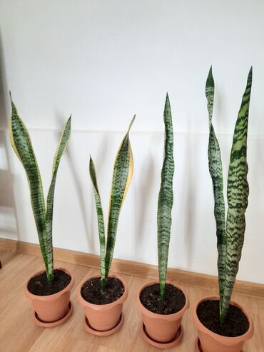 məxmər gülü: Sansevieria gülü (qılınc gülü)