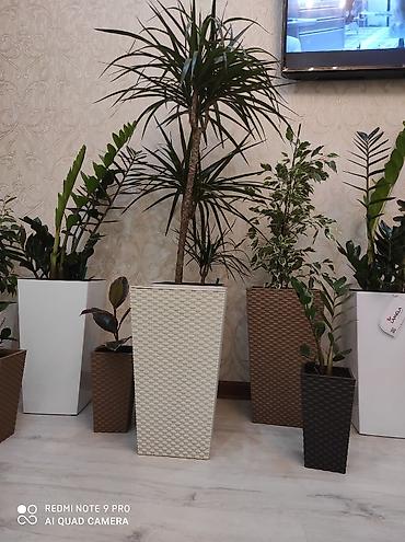 plants: Кашпо для цветов, Цветочные горшки Объем разные Производство — 3