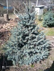 рыба аквариум: Продаются пышные голубые ели можно самовывоз и самовыкоп (а точнее