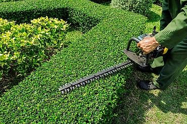 garden: 🌿🌳🌴🌲 Bağ və bağban xidmətləri Mövsümi budama – Ağac və kolların — 1