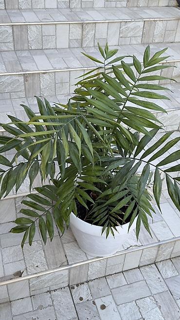 cha: Хамедорея (Chamaedorea elegans) в декоративном пластиковом кашпо - — 3