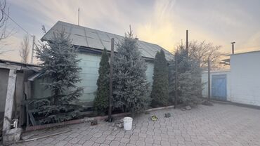 Декоративные деревья: Саженцы деревьев: Ели, Самовывоз — 5