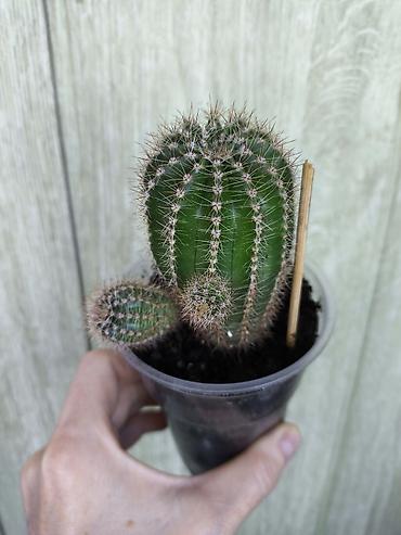 Другие комнатные растения: Разные комнатные растения. Чтобы узнать стоимость конкретного растения at lalafo.kg — 6 Другие комнатные растения: Разные комнатные растения. Чтобы узнать стоимость конкретного растения — 6