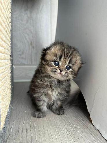 Pişiklər: Şotland — 10