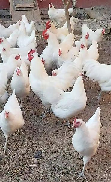 avstrolop cuceleri: Toyuq, Australorp, Yumurtalıq, Ödənişli çatdırılma — 2