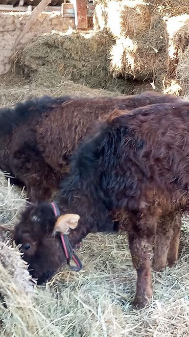 Коровы, быки: Продаю | Тёлка | Для разведения — 4