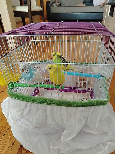 Qəfəslər: Məhsul: Dalmatian və Avstraliya cinsli dalğalı papuqaylar (budgerigar) — 2