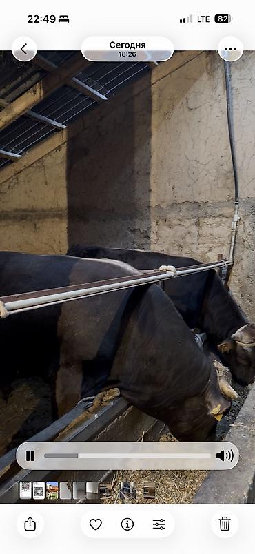 Коровы, быки: Продаю | Бык (самец) | Для разведения — 9