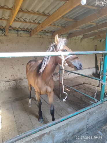 эшек жаныбар: 🐴 Продаётся жеребёнок (Тай) 📍 Город: Каракол (Жаңы-Арык) Продаю