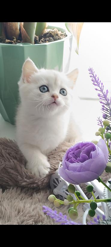 Продажа кошек: Скотиш Страйт (Шотландская прямоухая), 1 месяц, Девочка, Серебристая шиншилла, Приучена к лотку, Проглистована — 11