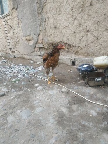 объявления о найденных животных: Продаю | Петух | Бойцовая