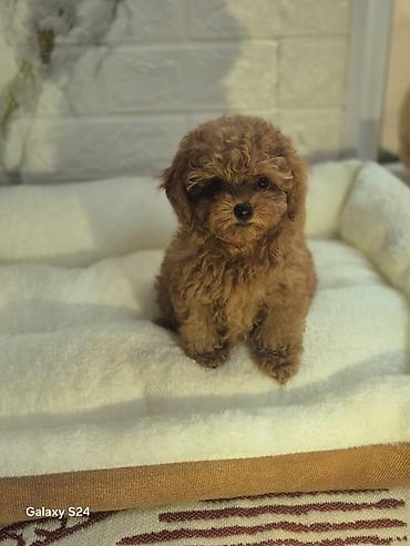 minyatür poodle: Pudel, 3 ay, Dişi, Peyvəndli, Ödənişli çatdırılma — 2