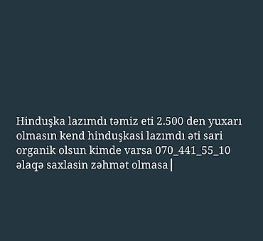 Сельхозптицы: Hinduşka lazımdı münasib qiymətə — 1