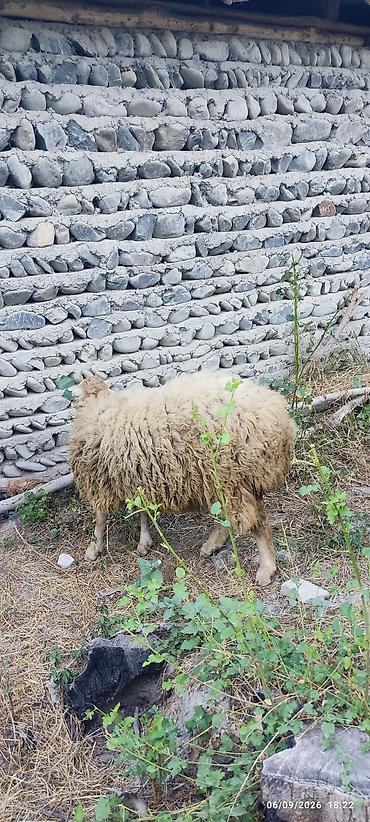 cücə və xoruz təmsil: 1 erkək və 2 dişi quzu satılır. razılaşma yolu ilə — 7