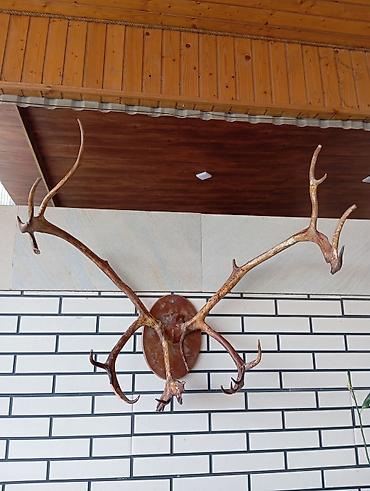 Buynuzlar: Orjinal Təbii Maral Buynuzu Satılır Ünvan Şağan — 1