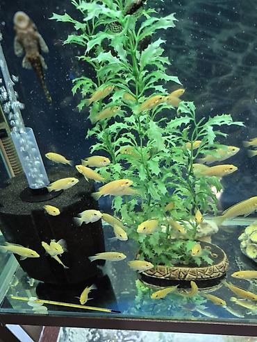 Рыбы: Продаю подростков Лабидохромис Еллоу (3-4 см) Labidochromis Yellow - — 4