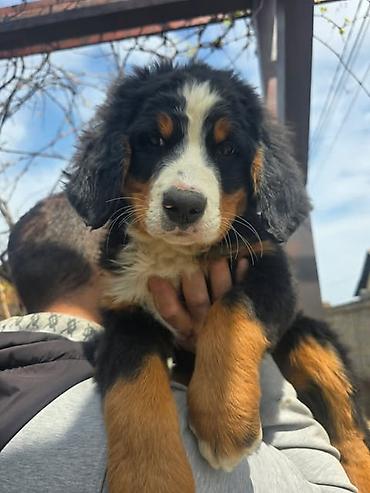 Psi: Bernski planinski pas štenci Na prodaju štenci BERNSKOG PLANINSKOG PSA — 10