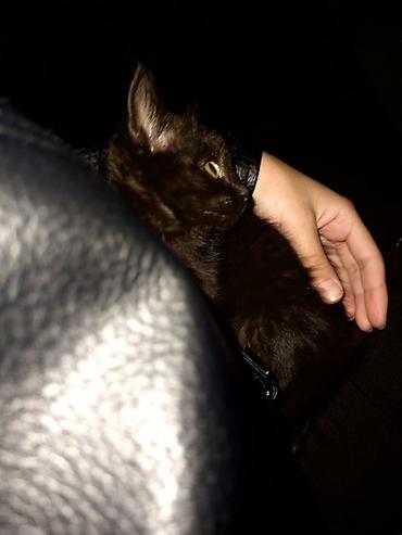 черные кошки: Черный котенок - Окрас: однотонный черный, короткая гладкая шерсть с — 1