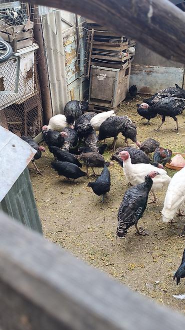 K/t heyvanları və malları: Məhsul: Hinduşka quşları tək tək satılmır qiymət maraq üçündü kom — 1