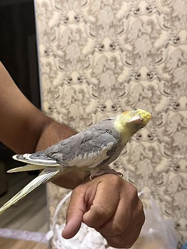 tutuquşlar: Nimfa (cockatiel) tutuquşu – əl öyrəşdirilmiş, sakit və ünsiyyətcil — 1