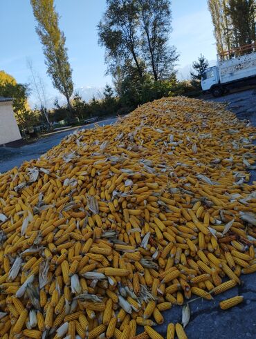 продаю кукурузу в початках: Кукуруза Оптом, Платная доставка