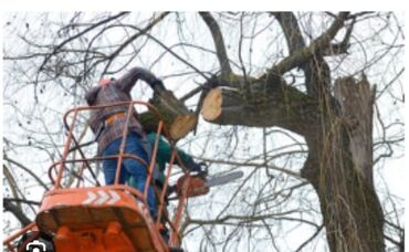 услуги по дереву: Спилим дерево