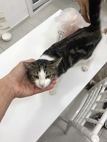 akvarium baliq adlari: Отдаем котиков в хорошие руки, беспалтно. все кроме белых — 3