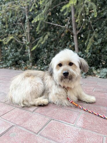 Отдам даром собаку: Собака даром: Дворняжка, 2 года, Самец, С прививкой — 7