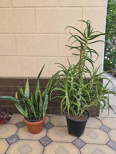 Алоэ: Комнатные суккуленты в горшках 1) Сансевиерия (Sansevieria, «щучий — 1