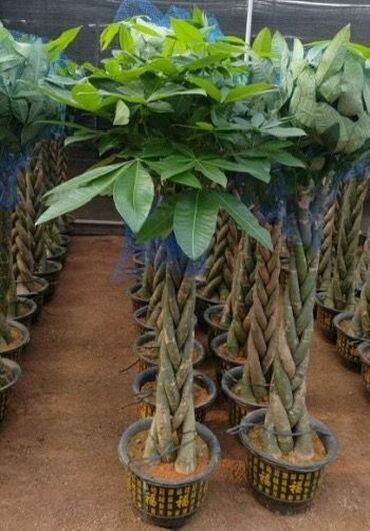 Другие комнатные растения: Пальмы,ДраценыКофейные деревья, и тд. Растения для интерьера — 19