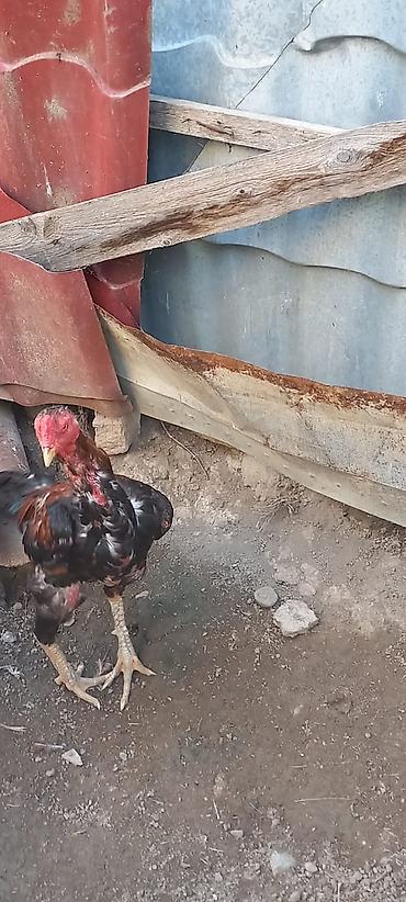 karlik dovsan satisi: Döyüşgən xoruz fərələr yaxşı heyvanlarıdı 1 xoruz 5 fərə real alıcıya — 1