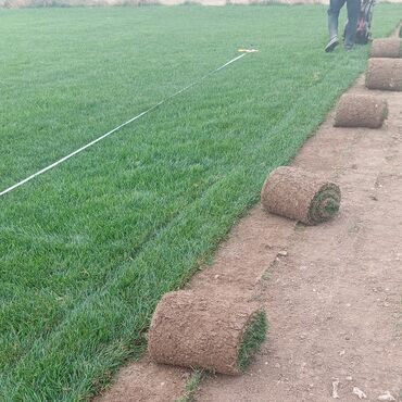 Süni qazon: Rulonlu qazon – professional əkilib-becərilmiş, sıx və vahid yaşıllıq — 1