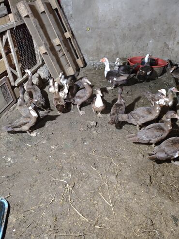 Ördəklər: Məhsul: ağ-qara və qəhvəyi-ağ rəng çalarlarında muskovi ördəklər — 6