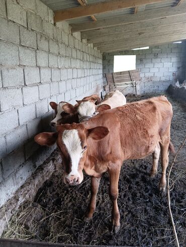 Коровы, быки: Продаю | Тёлка, Музоо, торпок | Полукровка, Алатауская, Симментальская | Для молока