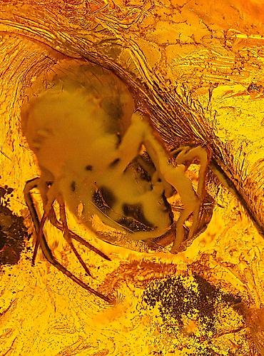 Qiymətli daşlar: Kəhrəba, Pulsuz çatdırılma — 3