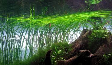 Akvarium aksessuar və ləvazimatları: Təbii akvarium bitkiləri, balıqlar, krevetkalar, gübrələr və s — 11