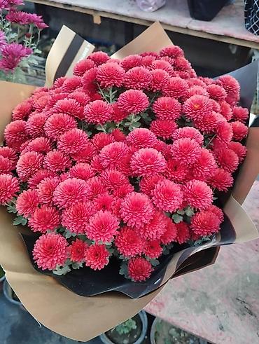 Другие садовые цветы и кустарники: 🌸 Хризантема Мультифлора: Ваш готовый бизнес к осенним праздникам! 🌸 — 1
