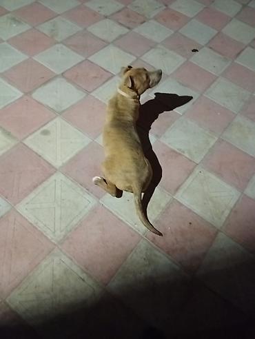 pitbul gence: Pitbull it 6 aylıqdır dişidir tualet mədəniyəti ev yemekləri yeyir — 5